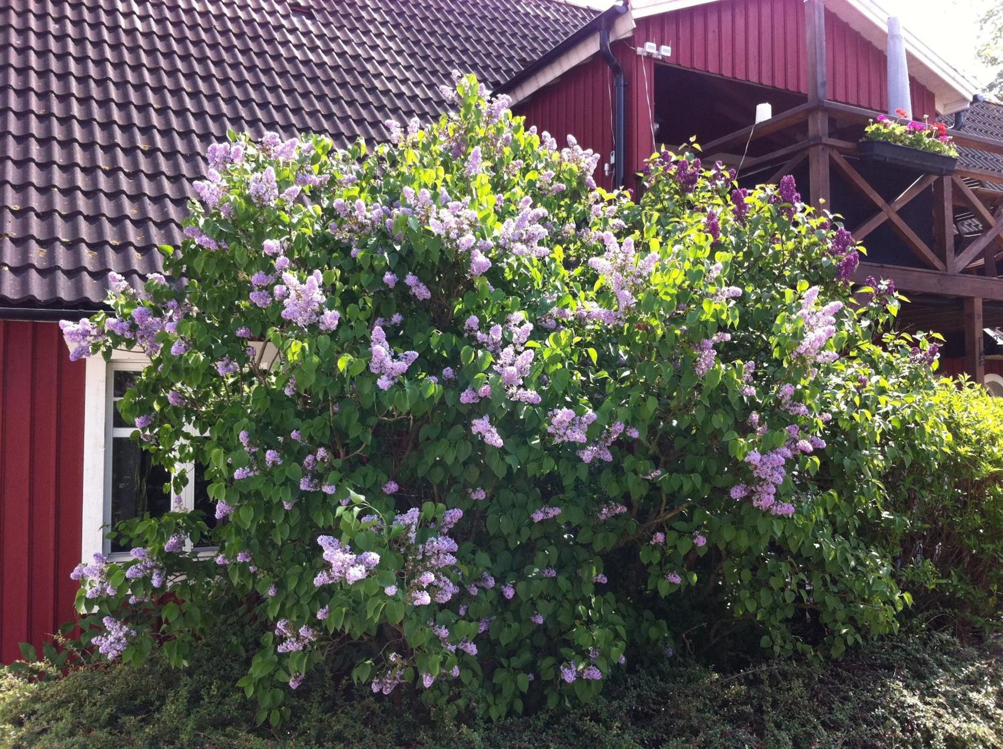 Mattisgarden Bed & Breakfast Östra Ljungby Kültér fotó